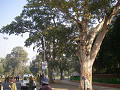 india_009_s.jpg