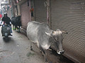india_019_s.jpg