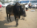 india_052_s.jpg