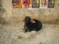 india_070_s.jpg