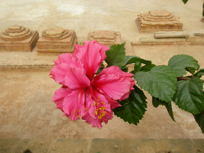 india_110.jpg