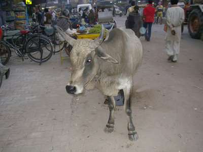 india_121.jpg
