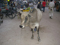 india_121_s.jpg